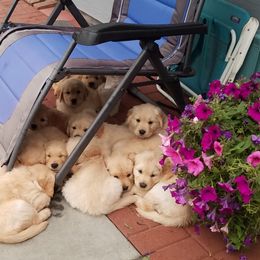 Golden Retriever Puppies from 2 Rivers Goldens