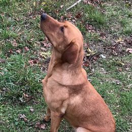 Star - Labrador Retriever