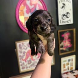 Murphy - Brindle male Dachshund puppy in Coatesville, Indiana from ADH Dachshunds