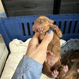 Rosie - Red female Dachshund puppy in Homedale, Idaho from Jeff & Joette