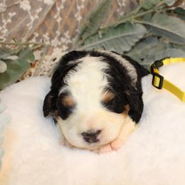 Yellow - Tri-color female Bernedoodle puppy in Mississippi from Ewing Acres