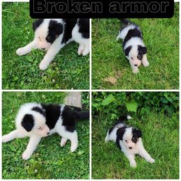Australian Shepherd and Mastiff Puppies from Aussome Pups at Alexander Farm