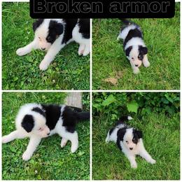 Australian Shepherd and Mastiff Puppies from Aussome Pups at Alexander Farm