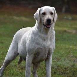 Dutch - Labrador Retriever
