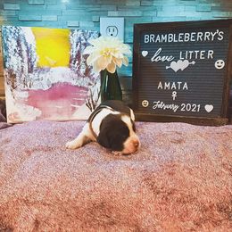 English Springer Spaniel Puppies from Brambleberry Springers
