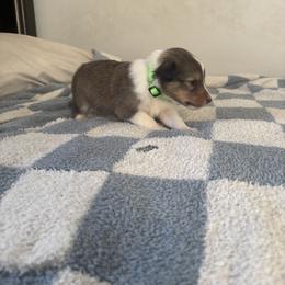 Wolf - Sable and white male Shetland Sheepdog puppy in Union, New Jersey from McDermon Shelties