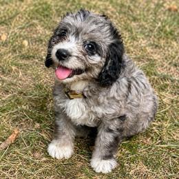 Elsa - Blue merle female Aussiedoodle puppy in Abbeville, South Carolina from Double E Doodles