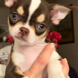 Chihuahuas from Natalias Tiny Chihuahuas
