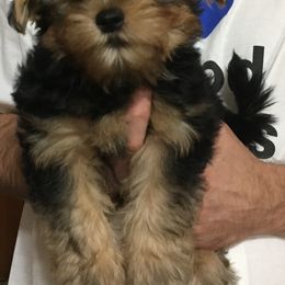 Assorted Doodle Crosses, Double Doodle, Maltipoo, Morkie, and Yorkipoo Puppies from Danza Bolo