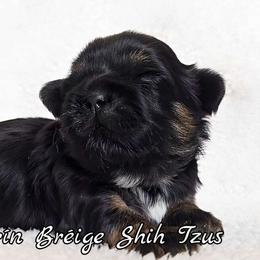 AKC Black & Tan Dobie Marked Female - Black and tan female Shih Tzu puppy in Las Vegas, Nevada from Beirin Breige Shih Tzus