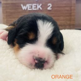 Boy 2 - Black rust and white Bernese Mountain Dog puppy in Bozeman, Montana from My Next Best Friend