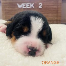 Boy 2 - Black rust and white Bernese Mountain Dog puppy in Bozeman, Montana from My Next Best Friend