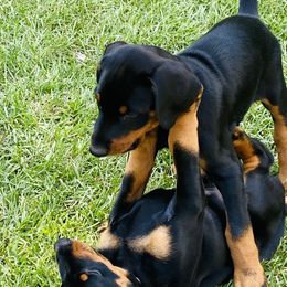 Doberman Pinscher Puppies from TeatreeDoberman