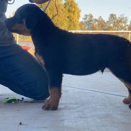 Rottweiler Puppies from Gottlïchen Rottweilers