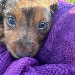 Choco - Dapple male Dachshund puppy in Utica, Ohio from Poodle Me Crazy