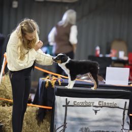 Miniature American Shepherd, Miniature Australian Shepherd, and Toy Australian Shepherd Puppies from Shooting Stars Ranch Toy and Mini Aussies