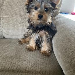 Nikko - Yorkshire Terrier