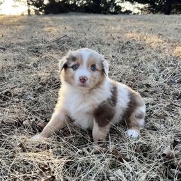 Australian Shepherd Puppies from HomeGrown Aussies