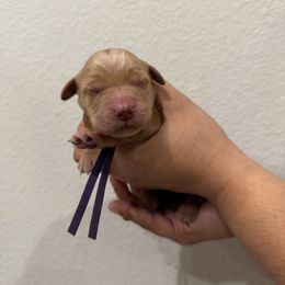 Girl 3 - Golden female Golden Retriever puppy in Victorville, California from Martinez Goldens