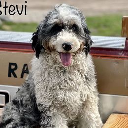 Stevi - Aussiedoodle