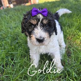 Goldie - Tri-color female Bernedoodle puppy in Julian, Pennsylvania from Happy Valley Doodles