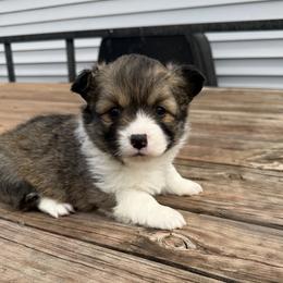 Paris FLUFFY - Sable female Pembroke Welsh Corgi puppy in Fairchild, Wisconsin from Reigning Corgis