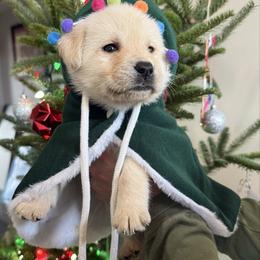 Blue Yellow Boy - Yellow male Labrador Retriever puppy in Angola, Indiana from Reniers Labrador Retrievers