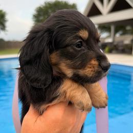 GLO (black and tan, carries cream) - Black and tan female Dachshund puppy in Ville Platte, Louisiana from Cajun Pawfection