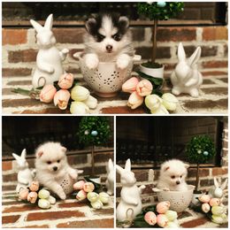 Pomsky Puppies from Sunshine Pomsky