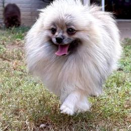 Pomeranian puppies from Hope Mountain Pomeranians