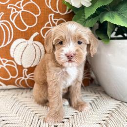 Minnie - Caramel ice female Australian Labradoodle puppy in Palmdale, California from Pixie Doodle Paws