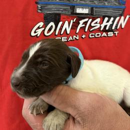 Blue Gill teal collar - Liver roan female German Shorthaired Pointer puppy in Six Mile, South Carolina from The Proper Pointer Co.