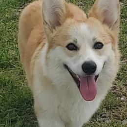 Mason - Pembroke Welsh Corgi