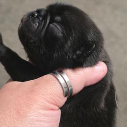Girl 2 - Silver female Pug puppy in Olin, North Carolina from Piggy Pugs