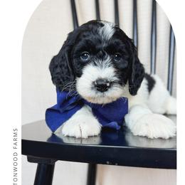 Pork chop - Black and white male Bernedoodle puppy in New Harmony, Indiana from Cottonwood Farms