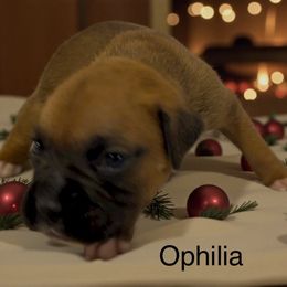 Ophilia (AKC) - Fawn female Boxer puppy in Galt, California from Black Dymond Boxers