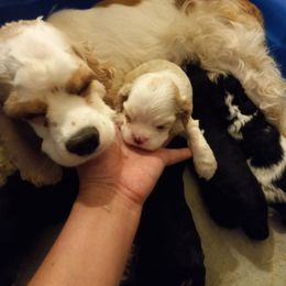 Lady - Cocker Spaniel