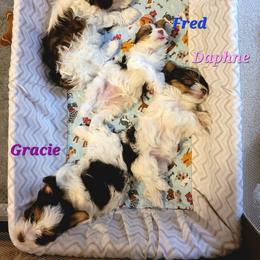Yorkshire Terrier Puppies from Casey Clan Yorkies