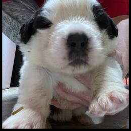 Brown Collar - Mahogany and white male Saint Bernard puppy in New Philadelphia, Ohio from Fletchers Saints