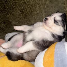 Candy - Black and white female Pomsky puppy in La Verne, California from Red Cedar Pomskies