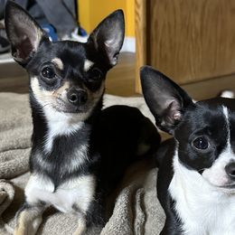 Chihuahuas from Mile High Chihuahuas