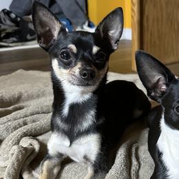 Chihuahuas from Mile High Chihuahuas