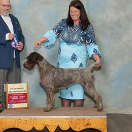 Secret aka liddy - Wirehaired Pointing Griffon