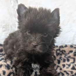 Dolly - Liver female Yorkshire Terrier puppy in Gaylesville, Alabama from Sweet Alabama Yorkies