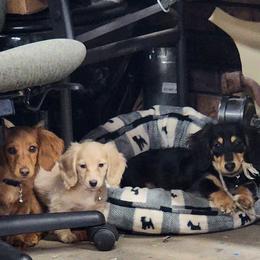Dachshund Puppies from Davinner's Doxies