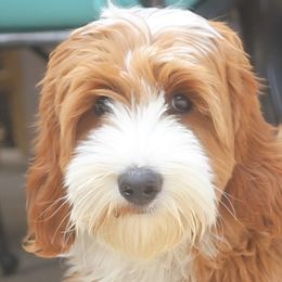 Paisley - Australian Labradoodle