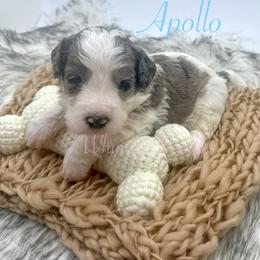 Apollo - Blue merle male Bernedoodle puppy in Omaha, Nebraska from Whimsy Doodles