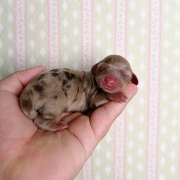 Tiramisu - Dapple female Dachshund puppy in Inverness, Florida from Canaan Farm Corgis