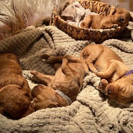 Goldendoodle Puppies from AvFamilyDoodles