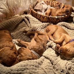 Goldendoodle Puppies from AvFamilyDoodles